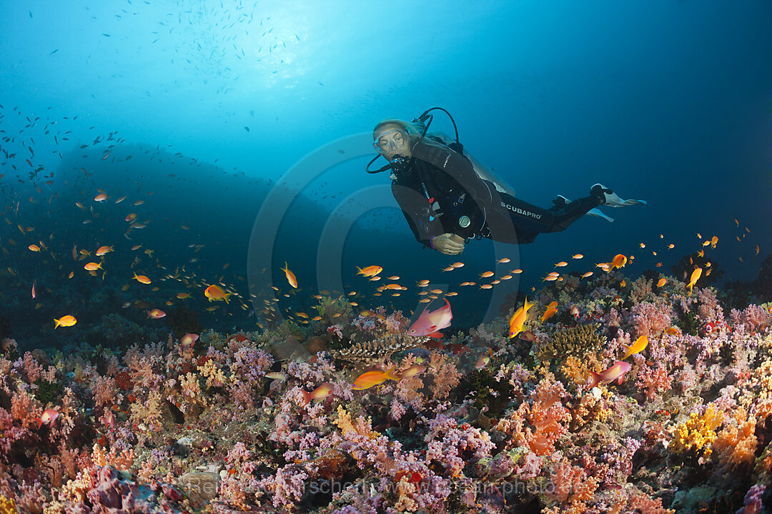 Taucher und Korallenfische, Nord-Male Atoll, Indischer Ozean, Malediven