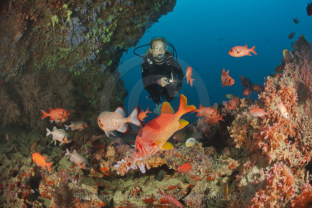 Taucher und Korallenfische, Nord-Male Atoll, Indischer Ozean, Malediven