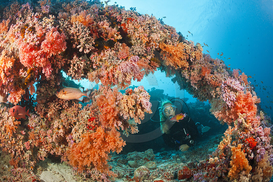 Tauchen an Korallenriff, Nord-Male Atoll, Indischer Ozean, Malediven