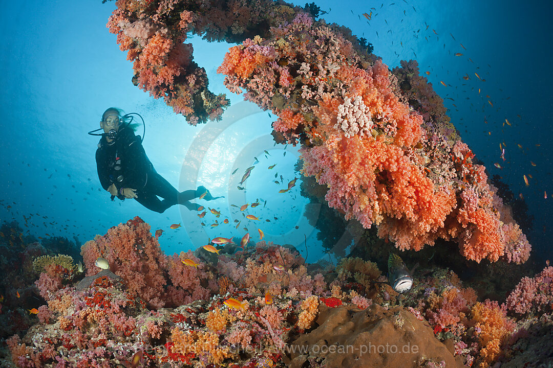 Tauchen an Korallenriff, Nord-Male Atoll, Indischer Ozean, Malediven