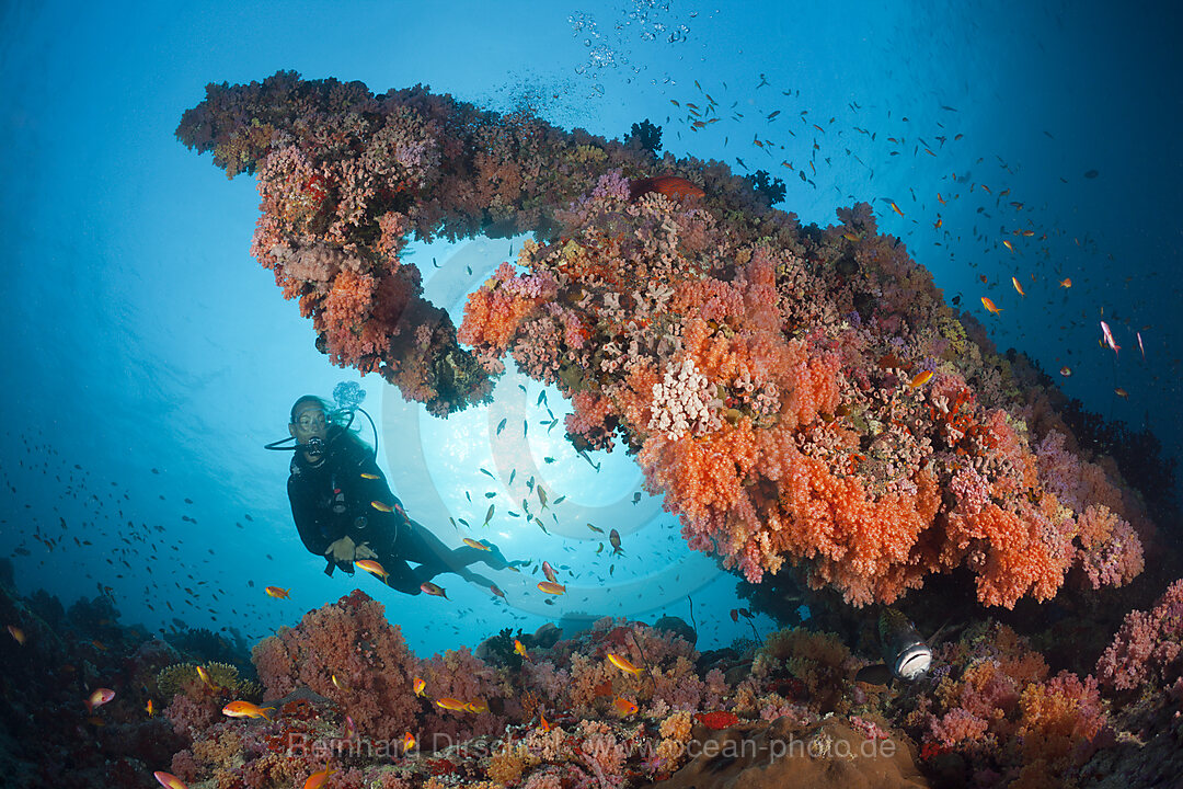 Tauchen an Korallenriff, Nord-Male Atoll, Indischer Ozean, Malediven