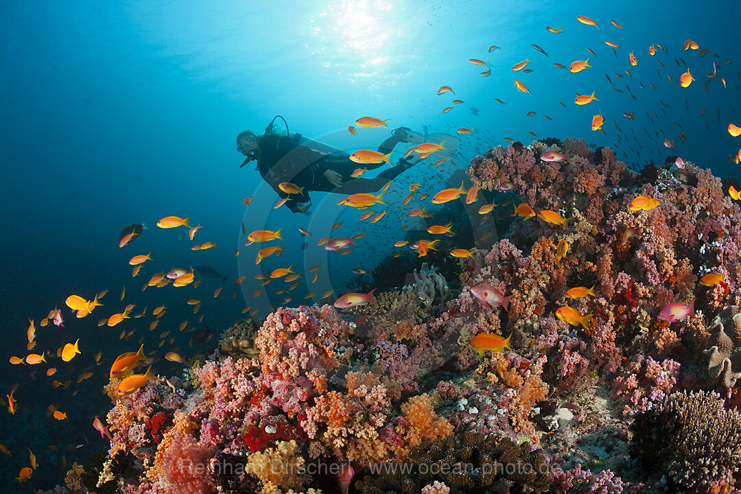 Taucher und Korallenfische, Nord-Male Atoll, Indischer Ozean, Malediven