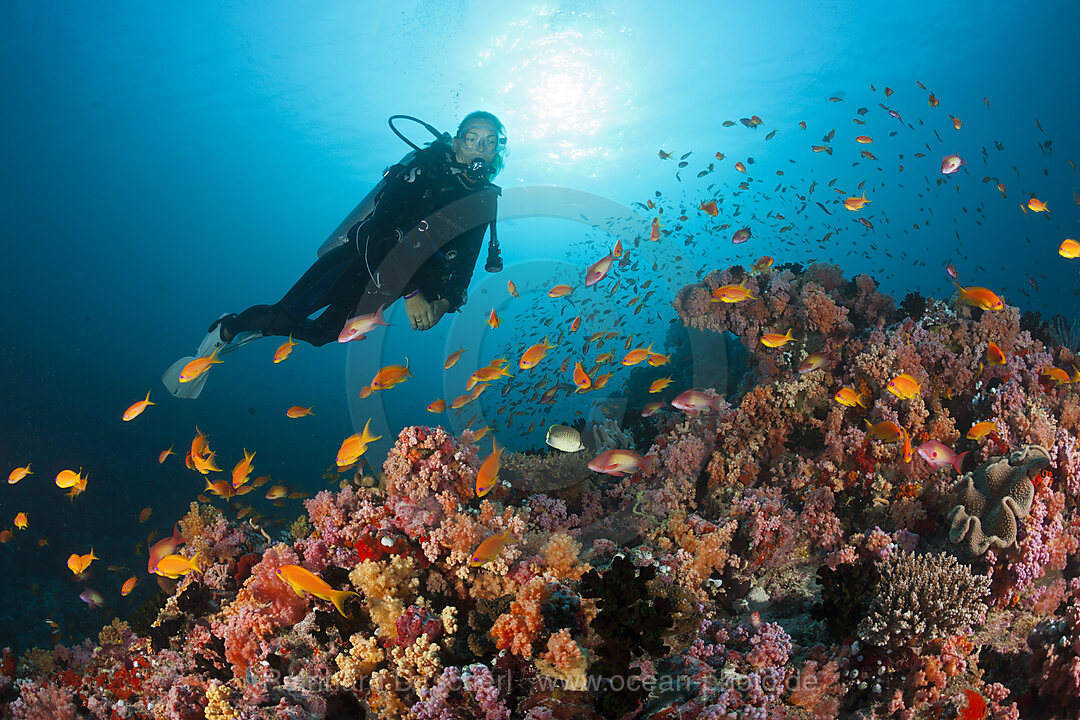 Taucher und Korallenfische, Nord-Male Atoll, Indischer Ozean, Malediven