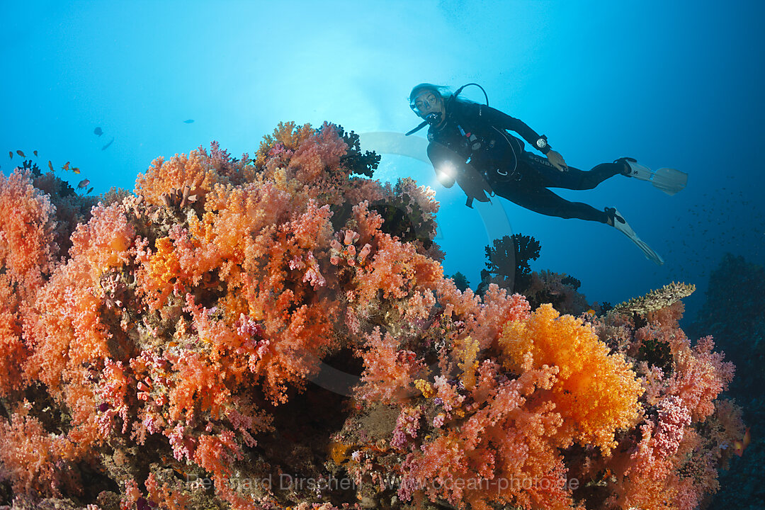 Tauchen an Korallenriff, Nord-Male Atoll, Indischer Ozean, Malediven