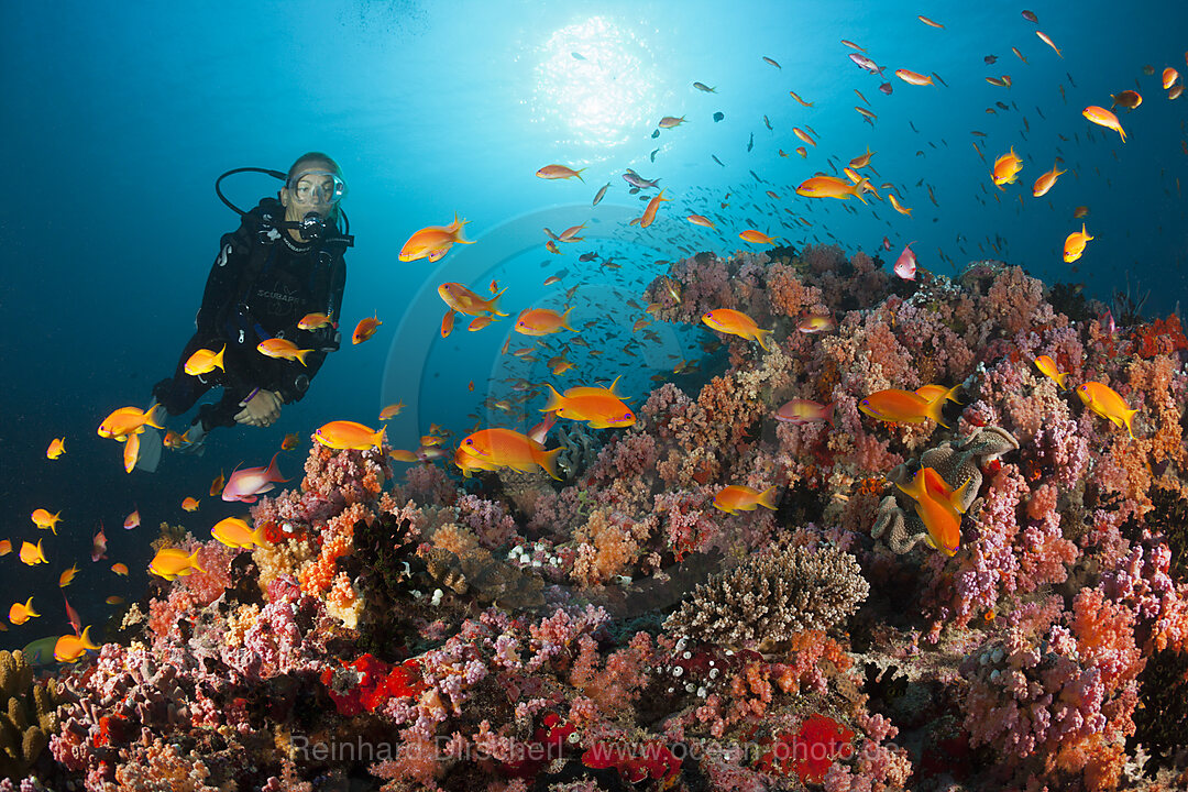 Taucher und Korallenfische, Nord-Male Atoll, Indischer Ozean, Malediven