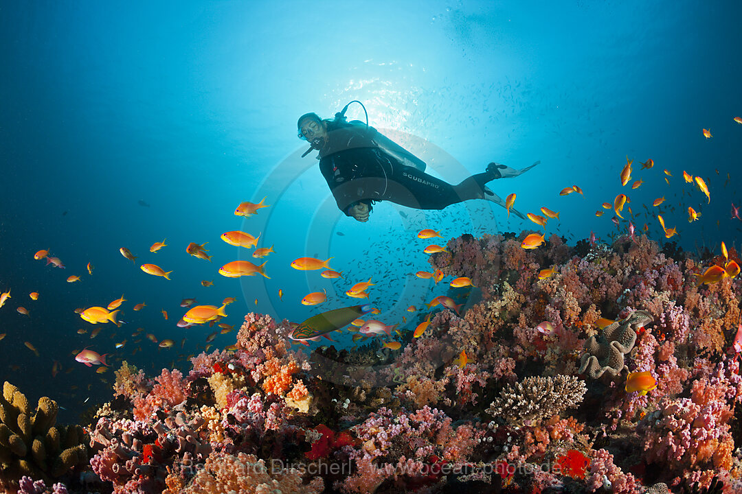 Taucher und Korallenfische, Nord-Male Atoll, Indischer Ozean, Malediven