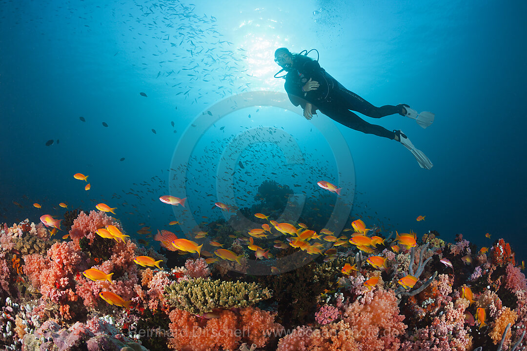 Scuba Diving on Coral Reef, North Male Atoll, Indian Ocean, Maldives