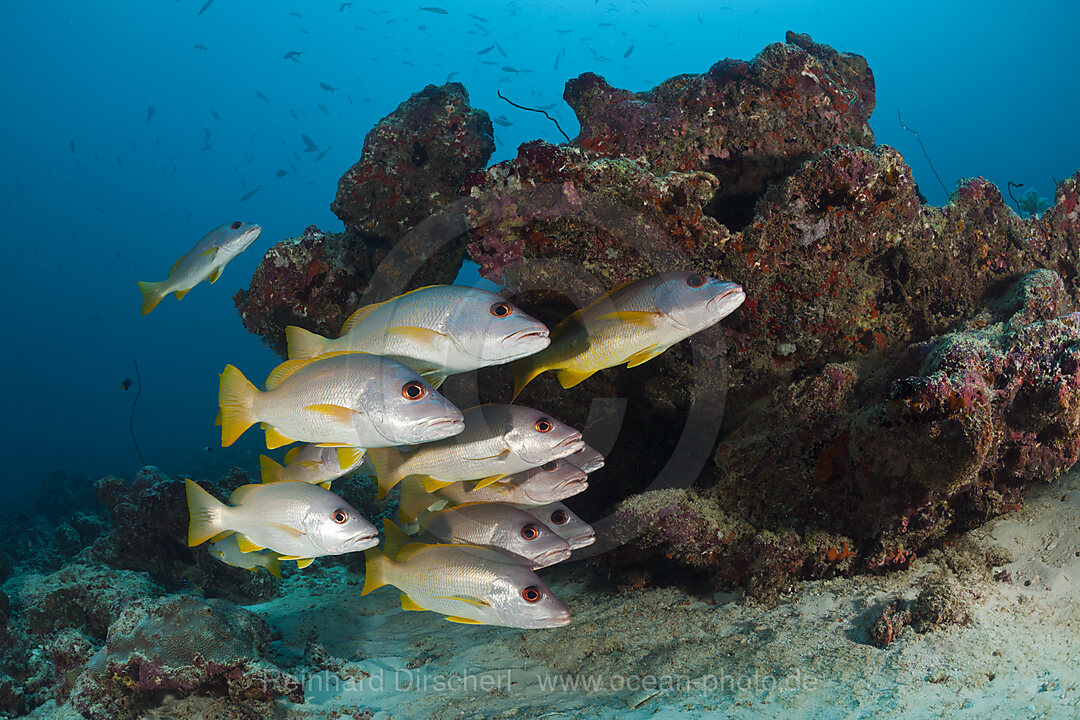 Schwarm Einfleck-Schnapper, Lutjanus monostigma, Nord-Male Atoll, Indischer Ozean, Malediven