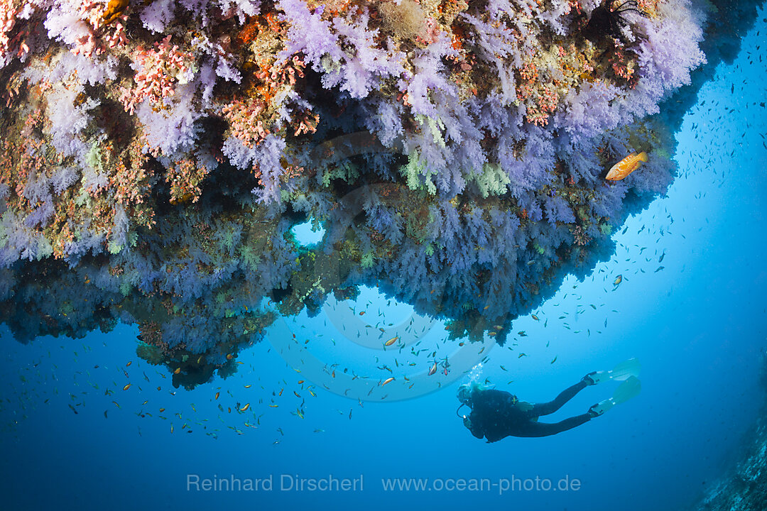 Scuba Diving on Coral Reef, North Male Atoll, Indian Ocean, Maldives