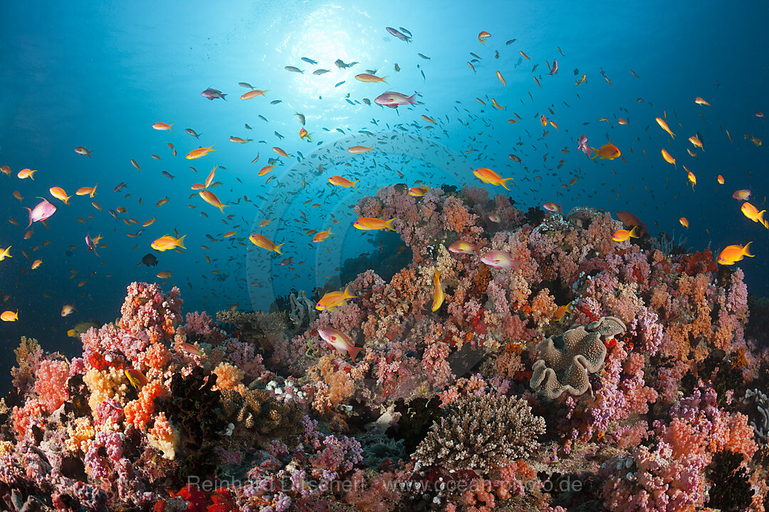 Weichkorallen und Fahnenbarsche, Nord-Male Atoll, Indischer Ozean, Malediven