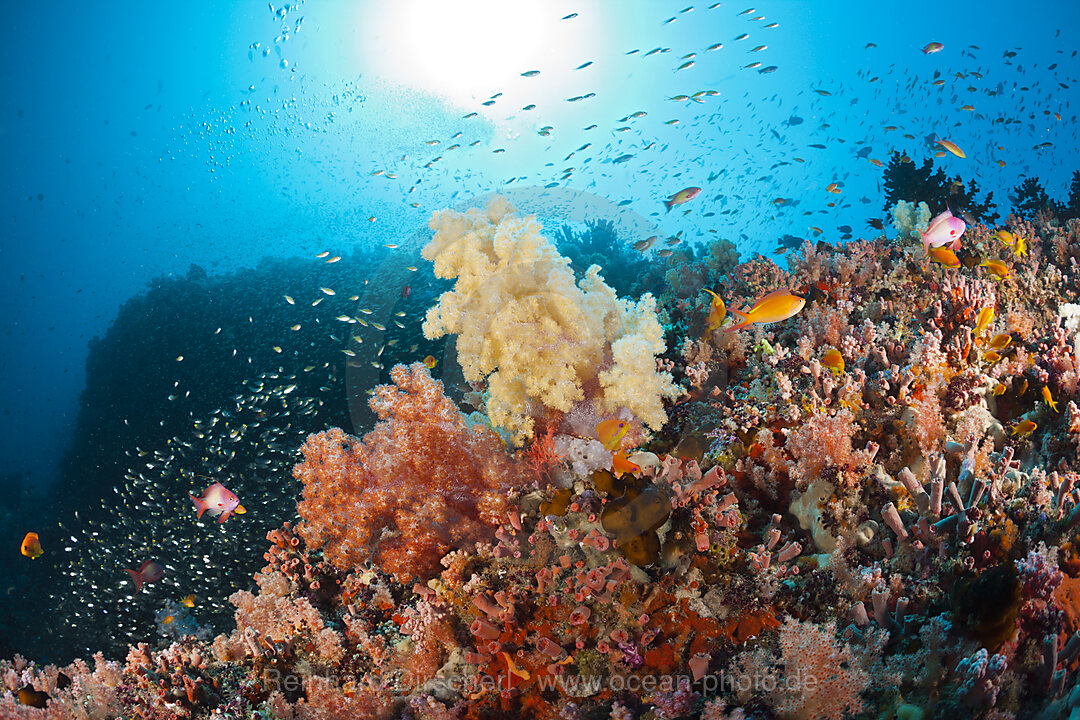 Korallenriff mit Weichkorallen, Nord-Male Atoll, Indischer Ozean, Malediven