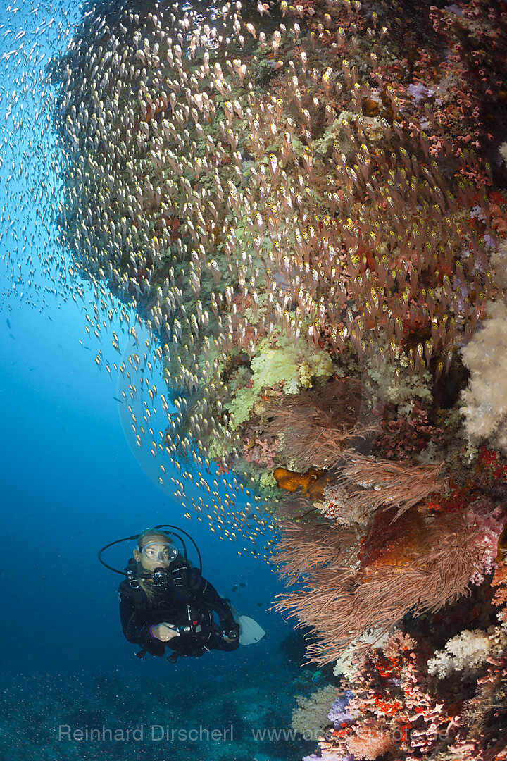 Taucherin und Glasfische, Nord-Male Atoll, Indischer Ozean, Malediven