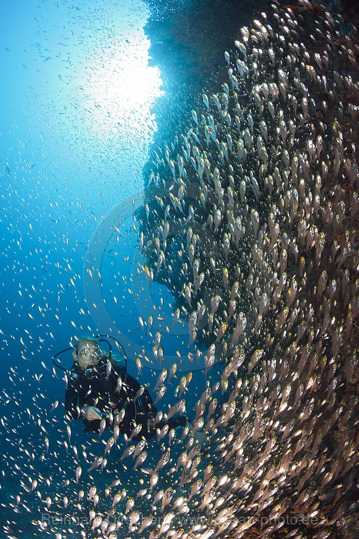 Taucherin und Glasfische, Nord-Male Atoll, Indischer Ozean, Malediven