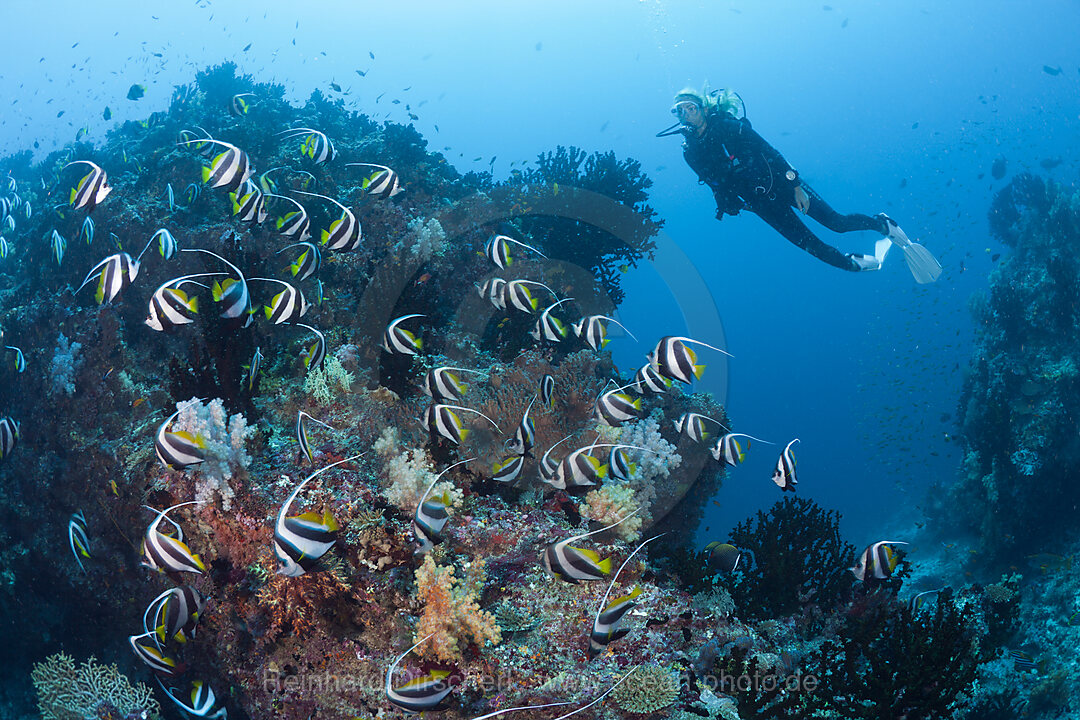 Taucher und Schwarm-Wimpelfische, Heniochus diphreutes, Nord-Male Atoll, Indischer Ozean, Malediven