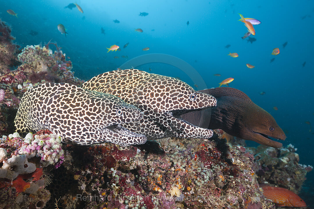 Zwei Grosse Netzmuraenen, Gymnothorax favagineus, Nord-Male Atoll, Indischer Ozean, Malediven