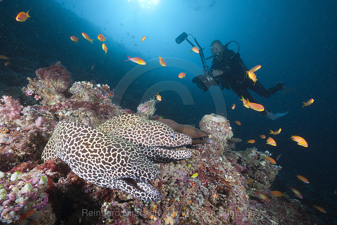 Zwei Grosse Netzmuraenen, Gymnothorax favagineus, Nord-Male Atoll, Indischer Ozean, Malediven