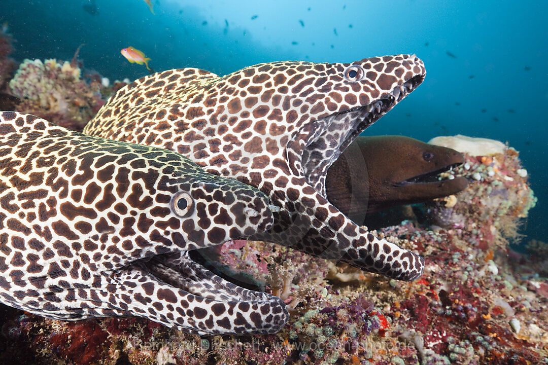 Zwei Grosse Netzmuraenen, Gymnothorax favagineus, Nord-Male Atoll, Indischer Ozean, Malediven