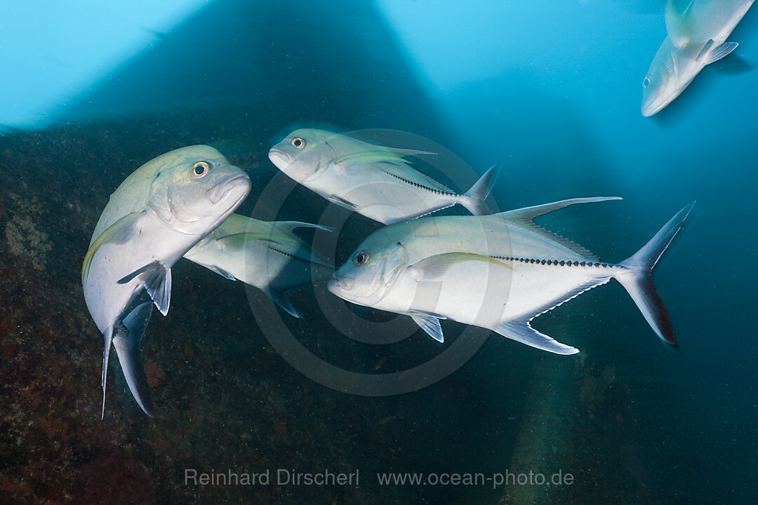 Punkt-Kugelfisch am Wrack Maldive Victory