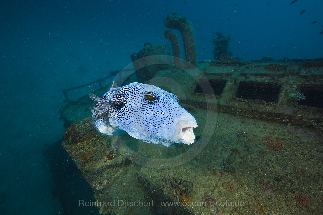 Punkt-Kugelfisch am Wrack Maldive Victory, Arothrom caeruleopunctatus, Nord-Male Atoll, Indischer Ozean, Malediven