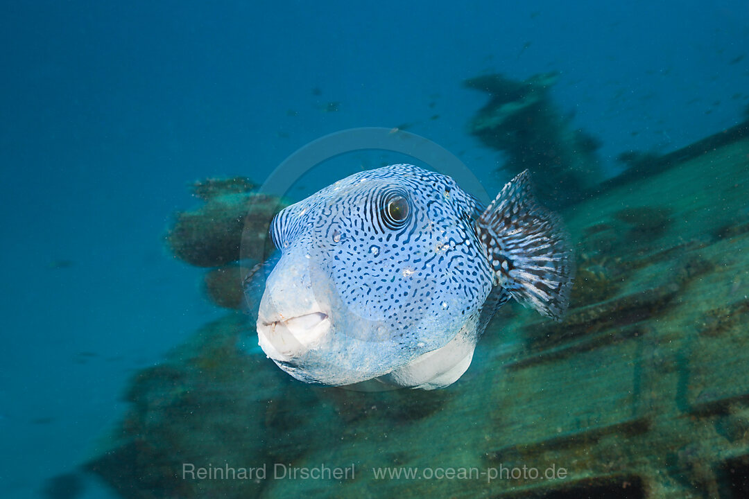 Punkt-Kugelfisch am Wrack Maldive Victory, Arothrom caeruleopunctatus, Nord-Male Atoll, Indischer Ozean, Malediven