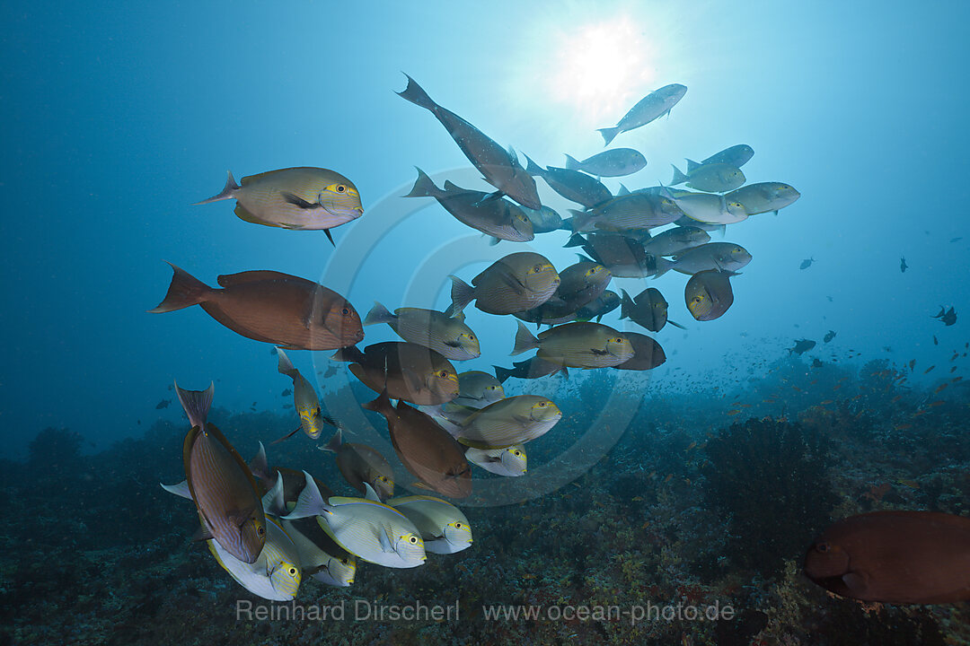 Schwarm Graue Doktorfische, Acanthurus mata, Nord-Male Atoll, Indischer Ozean, Malediven