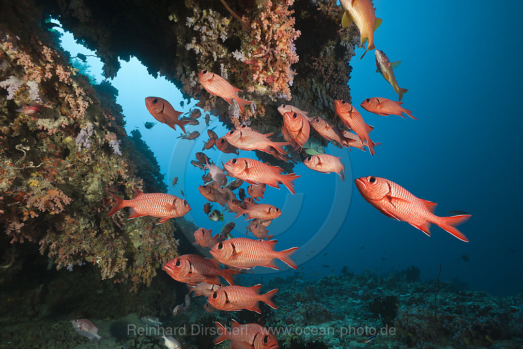 Soldatenfische am Riff, Mypristis sp., Baa Atoll, Indischer Ozean, Malediven