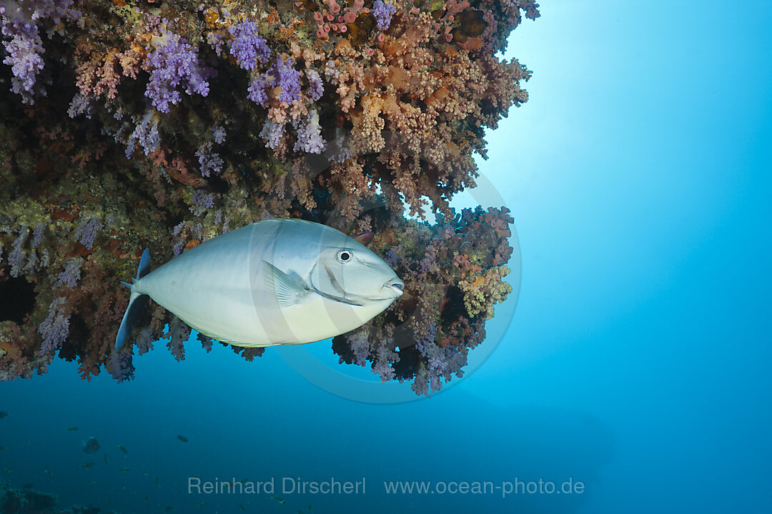 Sleek Unicornfish