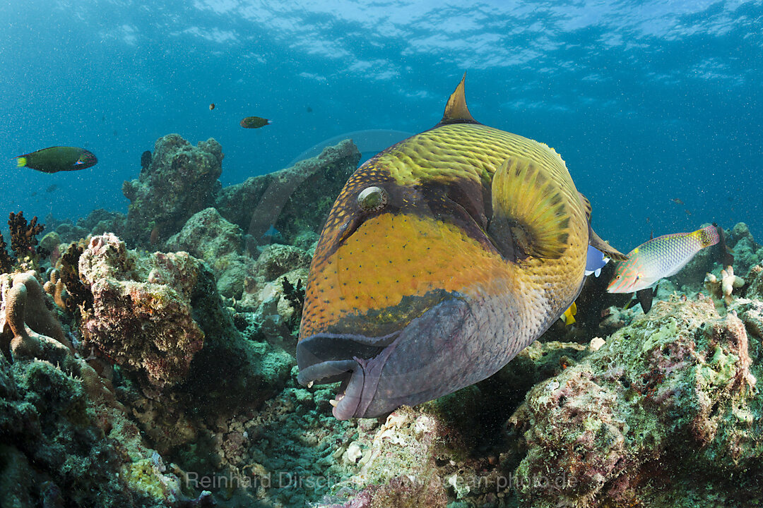 Gruener Riesendrueckerfisch, Baa Atoll, Indischer Ozean, Malediven