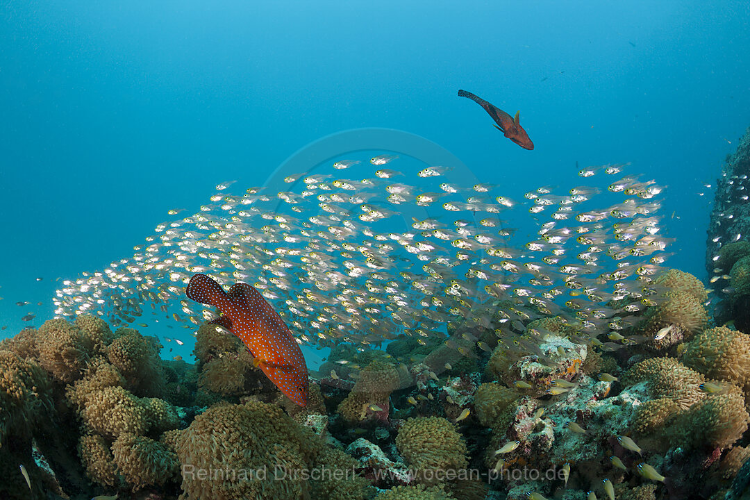Shoal of Pygmy Sweepers and Coral Grouper