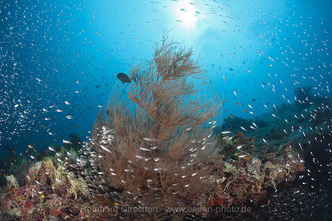 Korallenfische umrunden Schwarze Koralle, Antipathes dichotoma, Baa Atoll, Indischer Ozean, Malediven