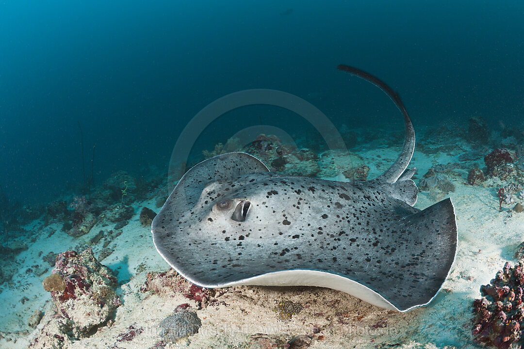 Black-spotted Stingray