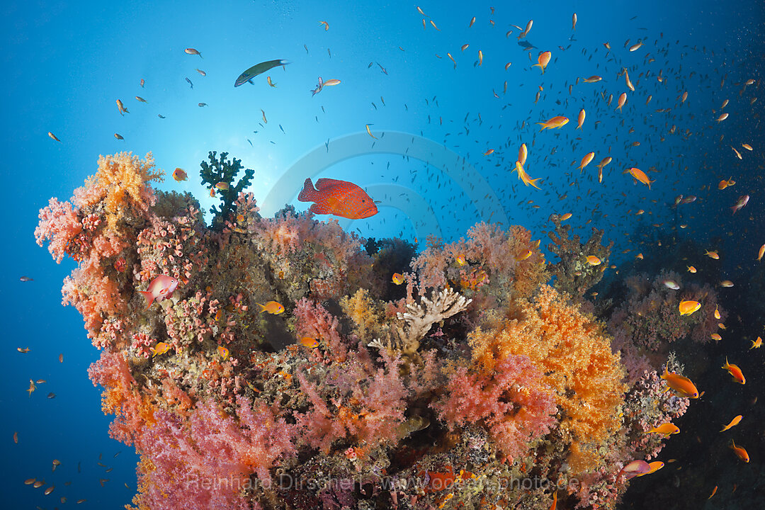 Coral Fishes over Soft Coral Reef