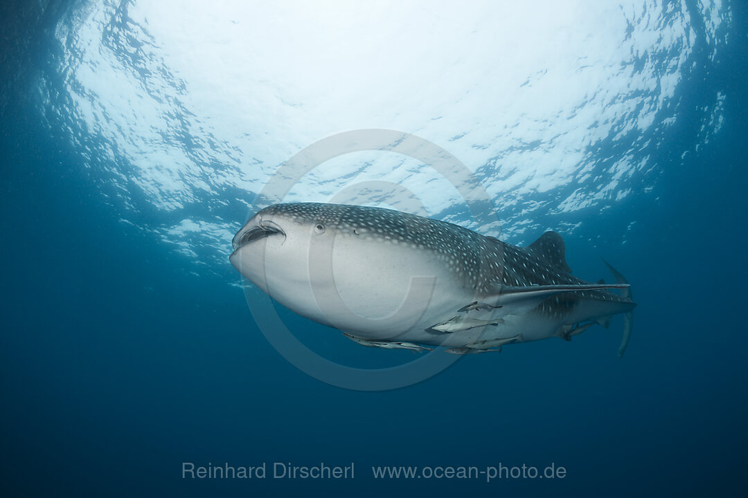 Whale Shark, Rhincodon typus, North Male Atoll, Indian Ocean, Maldives