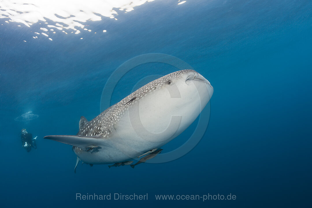 Walhai, Rhincodon typus, Nord-Male Atoll, Indischer Ozean, Malediven