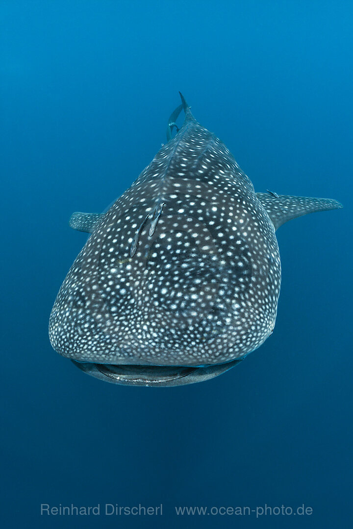 Walhai, Rhincodon typus, Nord-Male Atoll, Indischer Ozean, Malediven