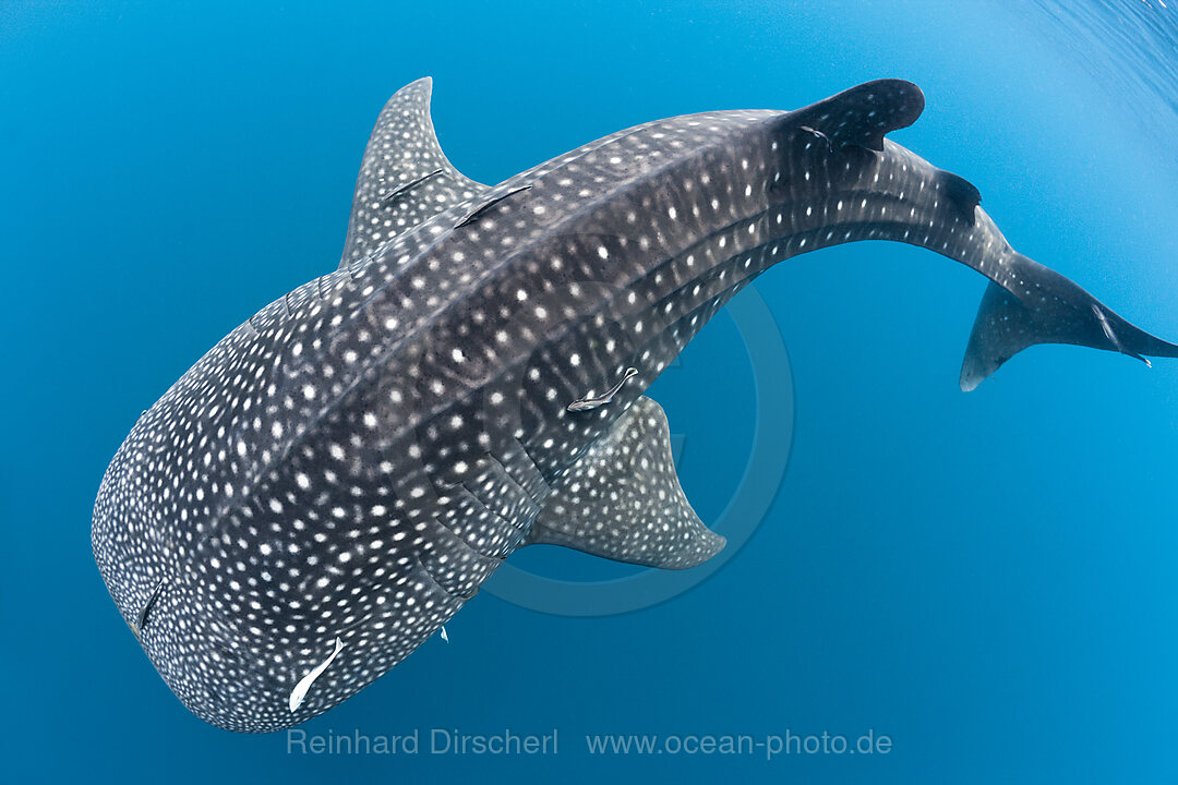 Walhai, Rhincodon typus, Nord-Male Atoll, Indischer Ozean, Malediven