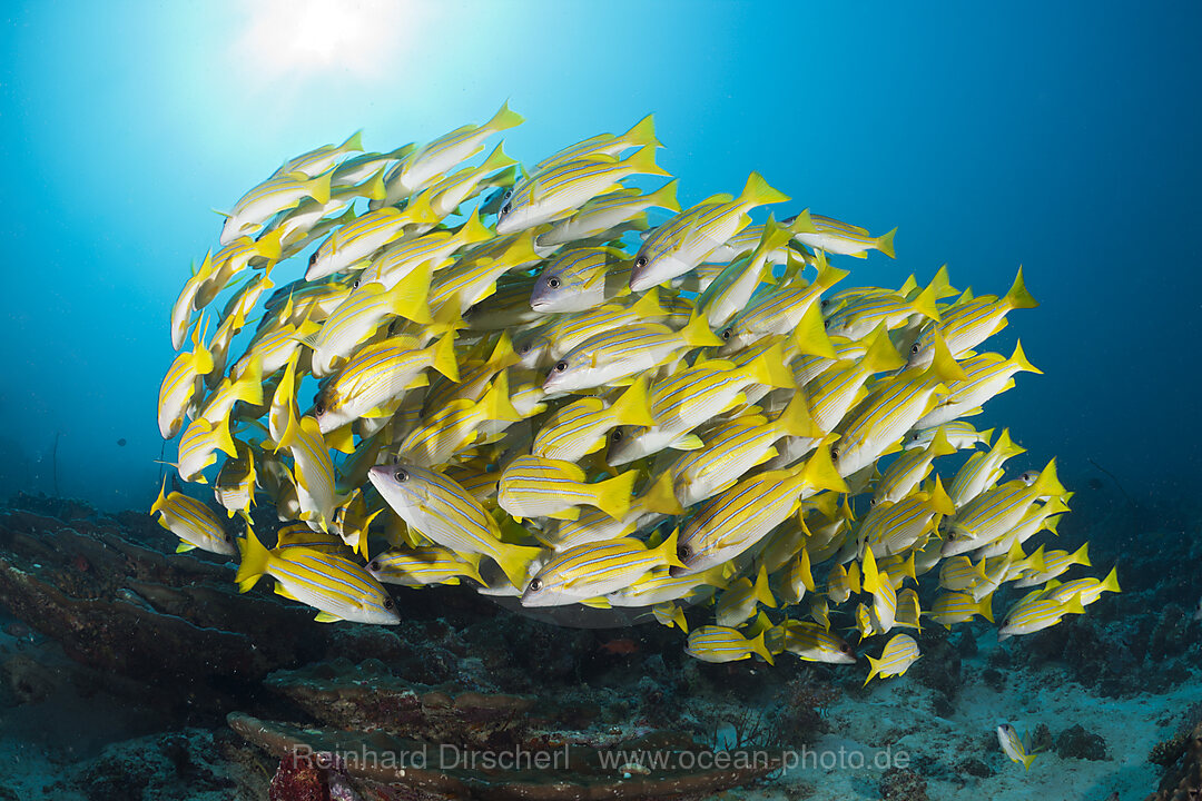 Schwarm Blaustreifen-Schnapper, Lutjanus kasmira, Nord-Male Atoll, Indischer Ozean, Malediven