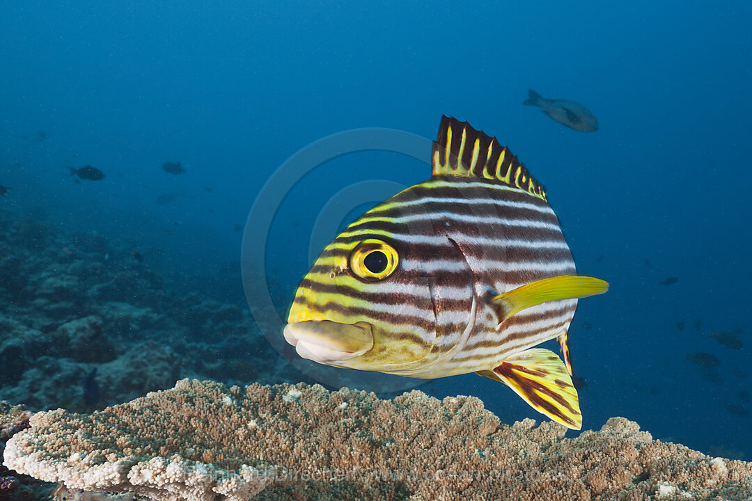 Orient-Suesslippe, Plectorhinchus vittatus, Nord-Male Atoll, Indischer Ozean, Malediven