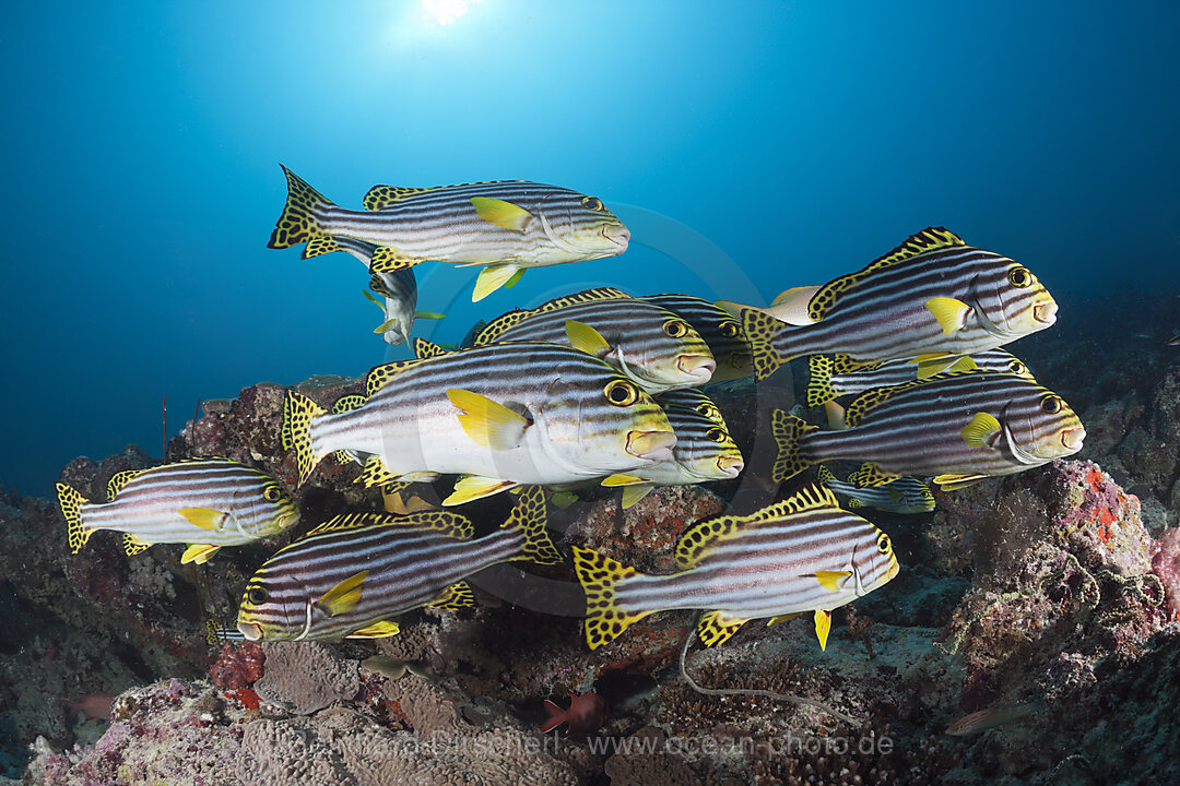 Schwarm Orient-Suesslippen, Plectorhinchus vittatus, Nord-Male Atoll, Indischer Ozean, Malediven