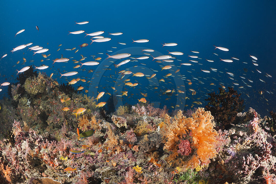 Coral Fishes over Soft Coral Reef, North Male Atoll, Indian Ocean, Maldives