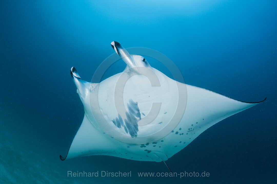 Manta, Manta birostris, Nord-Male Atoll, Indischer Ozean, Malediven