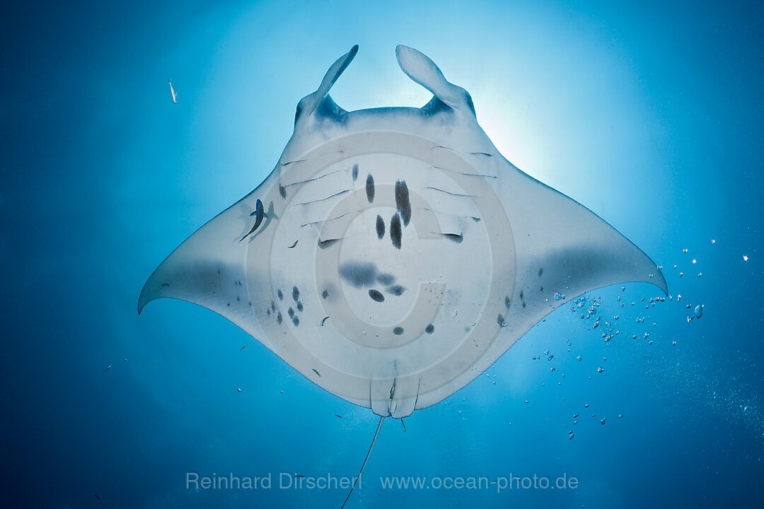 Manta, Manta birostris, Hanifaru Bucht, Baa Atoll, Malediven