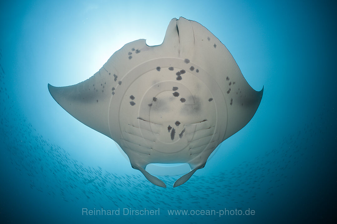 Manta, Manta birostris, Hanifaru Bucht, Baa Atoll, Malediven