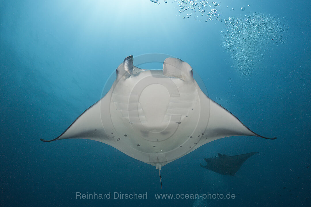 Manta, Manta birostris, Nord-Male Atoll, Indischer Ozean, Malediven