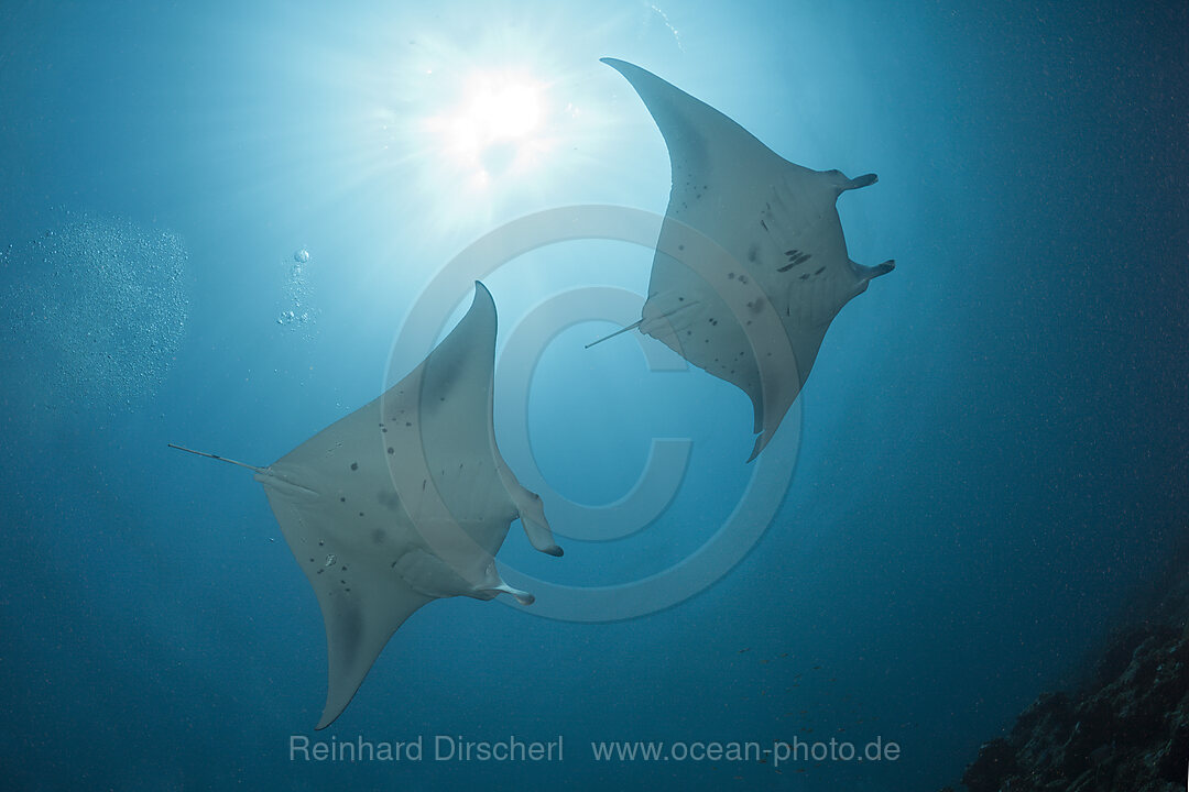 Zwei Mantas, Manta birostris, Nord-Male Atoll, Indischer Ozean, Malediven