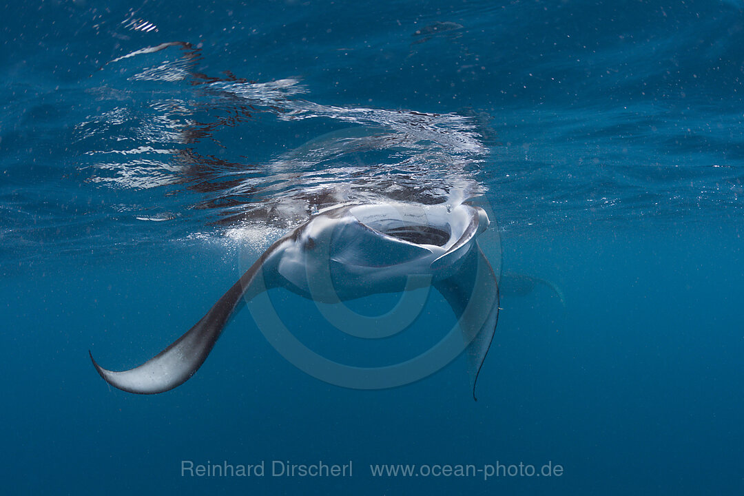 Manta, Manta birostris, Hanifaru Bucht, Baa Atoll, Malediven