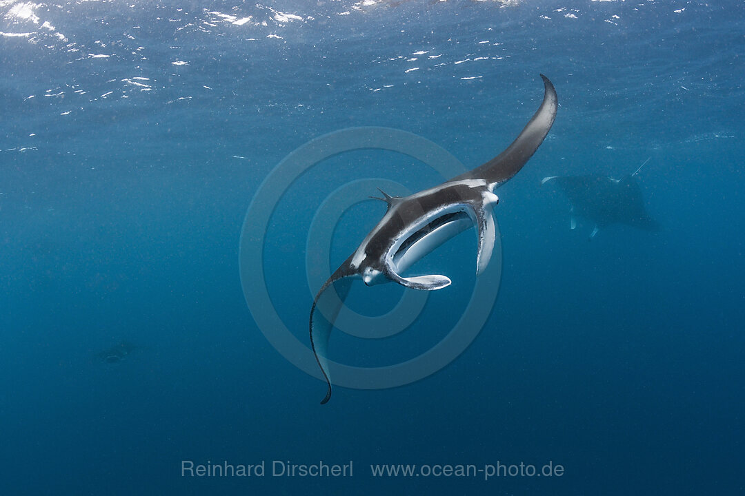 Manta, Manta birostris, Hanifaru Bucht, Baa Atoll, Malediven