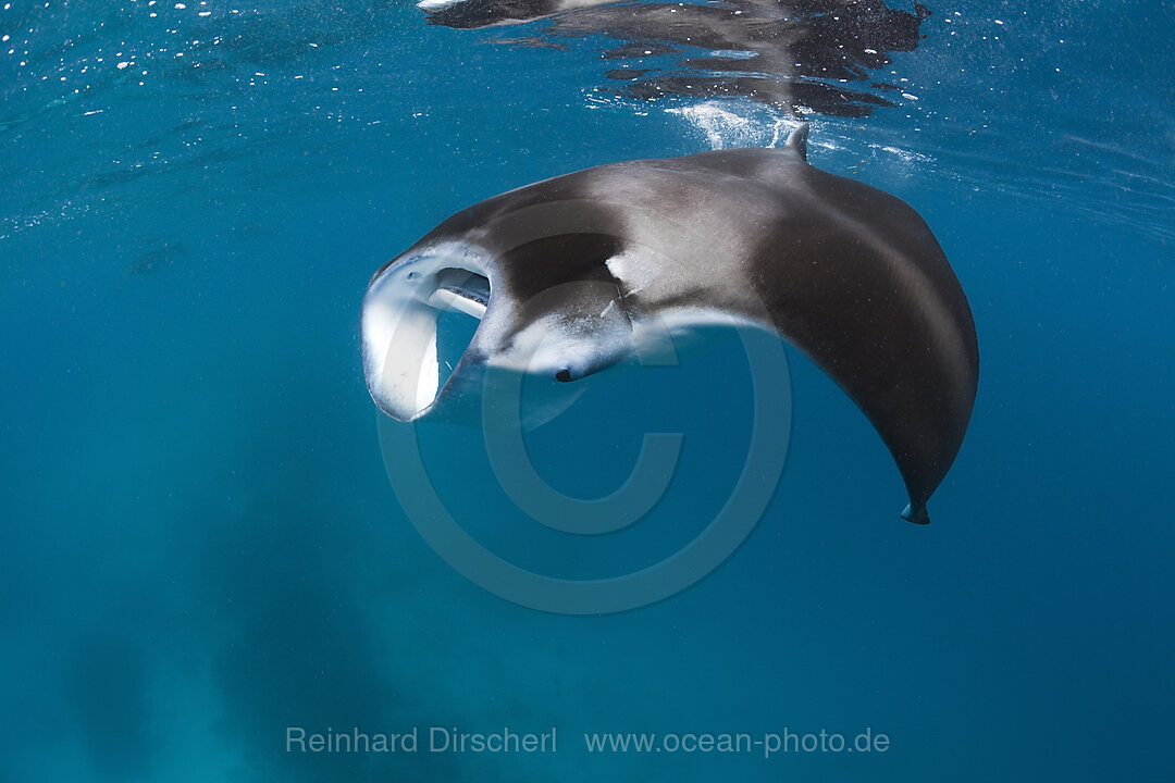 Manta, Manta birostris, Hanifaru Bucht, Baa Atoll, Malediven