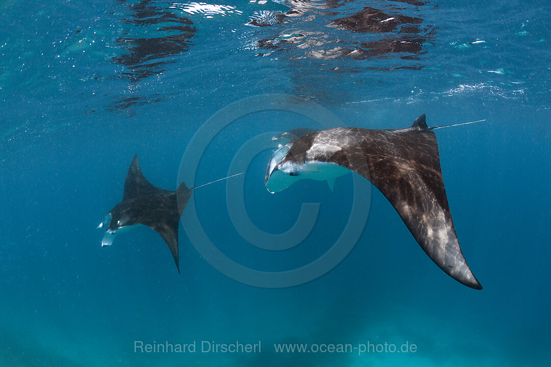 Zwei Mantas, Manta birostris, Hanifaru Bucht, Baa Atoll, Malediven