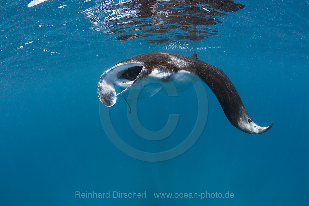 Manta, Manta birostris, Hanifaru Bucht, Baa Atoll, Malediven